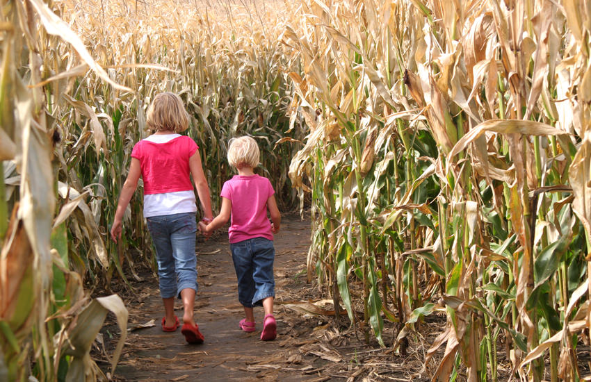 Girls in Corn Maze